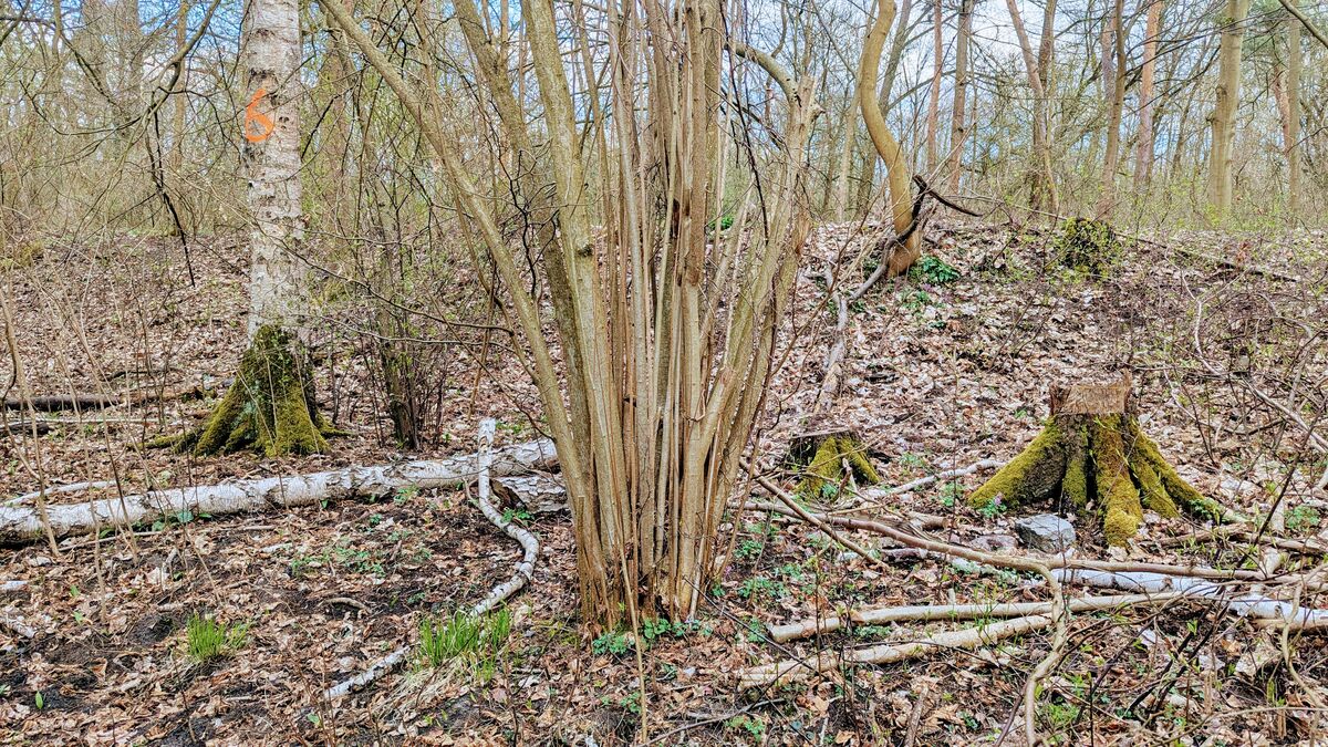 The hazel: your flexible friend for bushcraft & survival (more than just nuts!) The hazel: your flexible friend for bushcraft & survival (more than just nuts!)