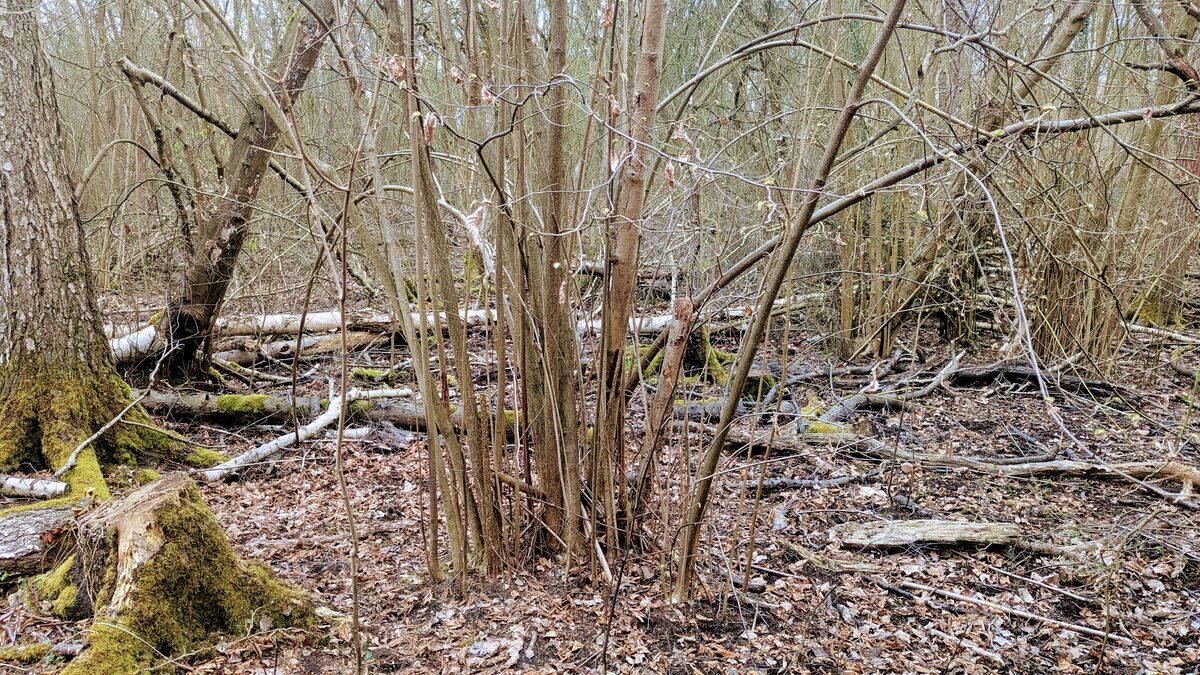 Hasel (Corylus avellana): Dein Bushcraft-Alleskönner hasel im winter