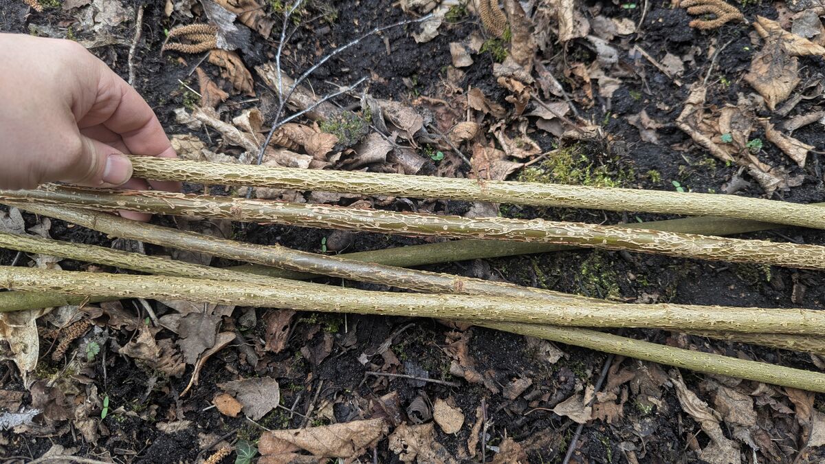 Hasel (Corylus avellana): Dein Bushcraft-Alleskönner hasel stoecke