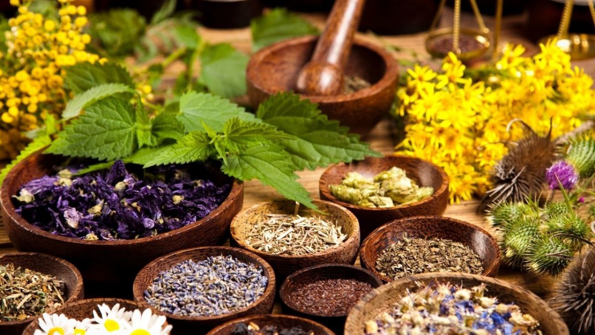 Plant your own natural medicine cabinet with medicinal herbs