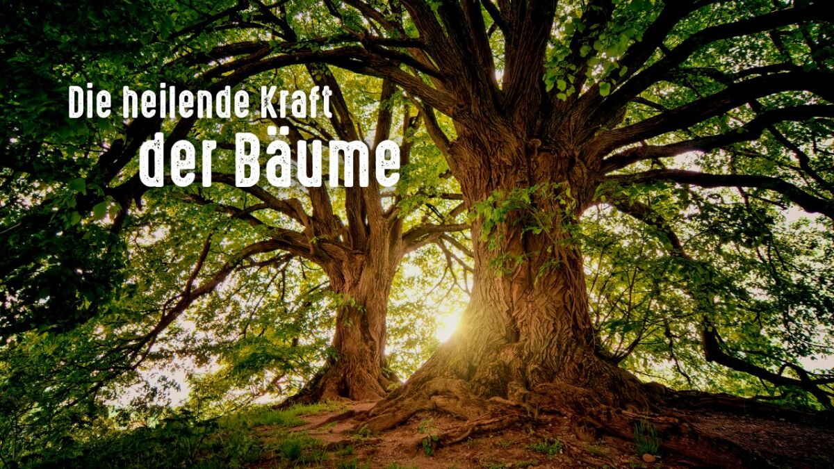 18 Bäume für deine Gesundheit – die heilende Kraft der Bäume