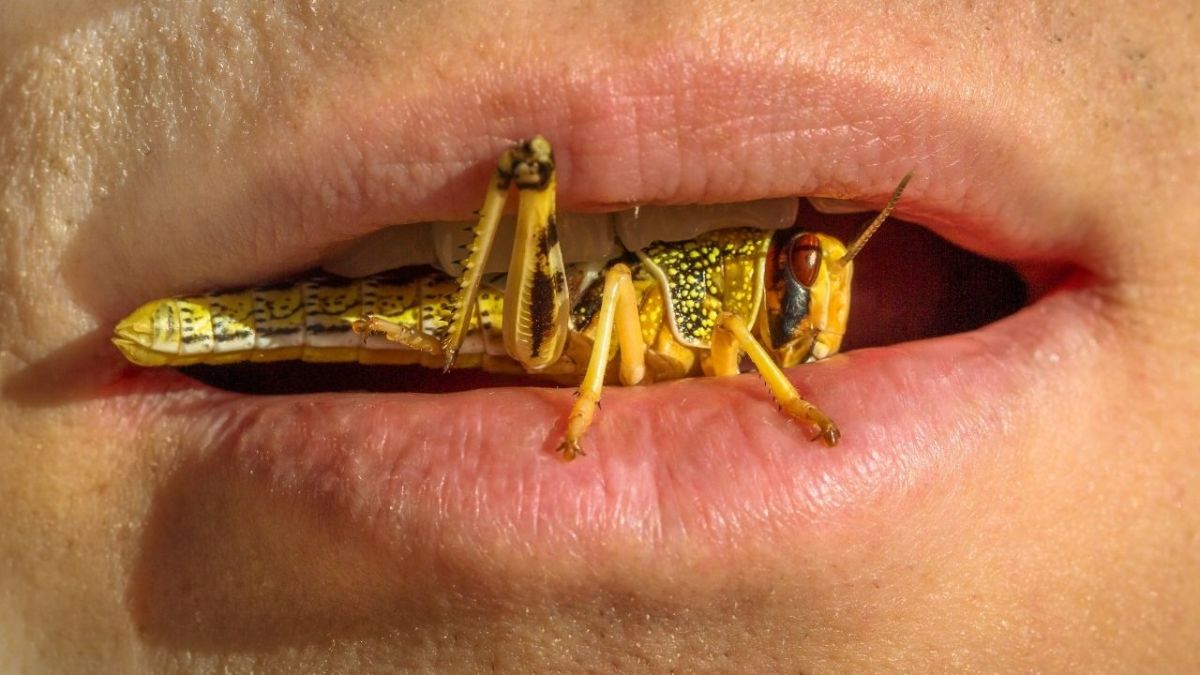 Can you eat grasshopper to survive? Are they a good source of protein?