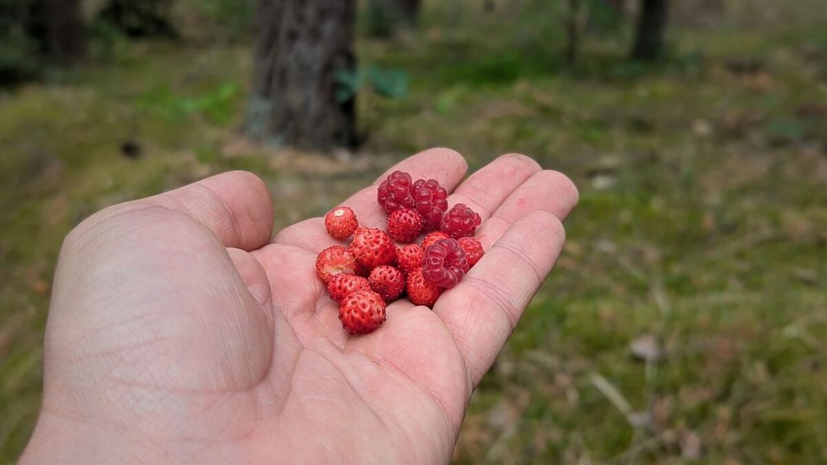 Danksagung vs. Gebet: Der entscheidende Unterschied himbeeren erdbeeren im wald