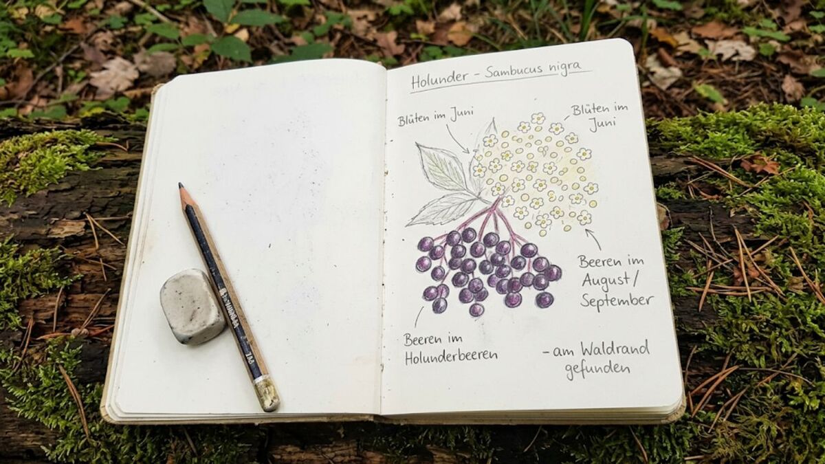 Holunder: Was Wildnismentoren ĂĽber den Hollerbusch wissen holunder nature journaling