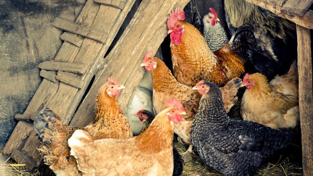 The size of the chicken coop depends on factors such as the number of chickens, their breed, and the available space. A coop that is too small leads to overcrowding and lack of movement for the chickens. A coop that is too large leads to wasted space and increased risk of predators.