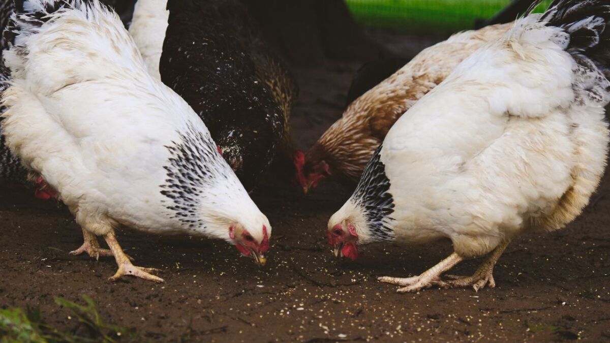 Hühner sind Allesfresser und picken nach allem, was sie finden können. Sie suchen nach Nahrung, Wasser oder anderen Dingen, die sie mit Nährstoffen versorgen können.