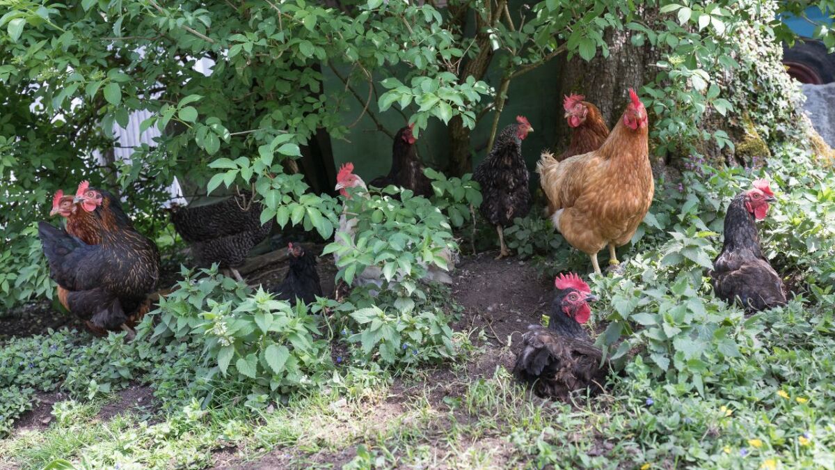 Chickens need protection from predators and weather conditions such as rain, snow, hail, and wind. An open field is not a suitable habitat for them as they have no protection from these conditions.