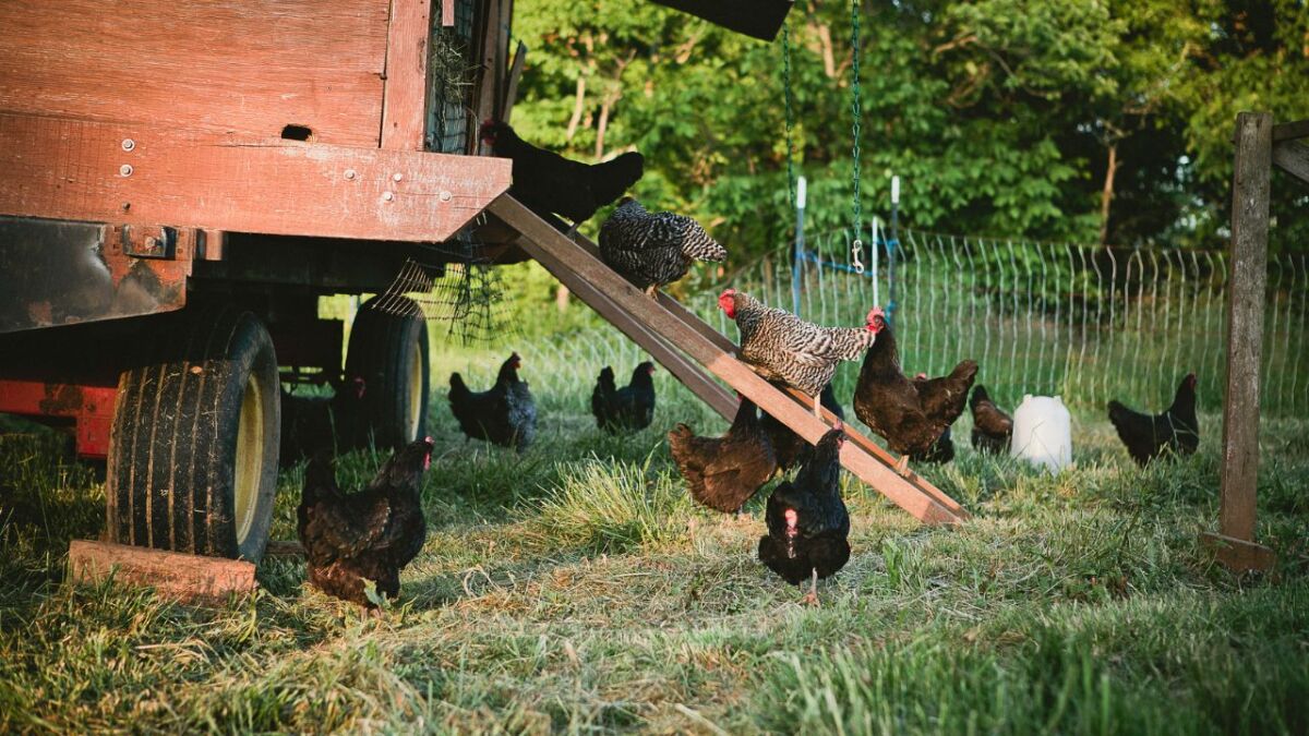 Keeping Chickens in the Garden – The Complete Guide for Beginners with the Basics of Breeding and Slaughtering