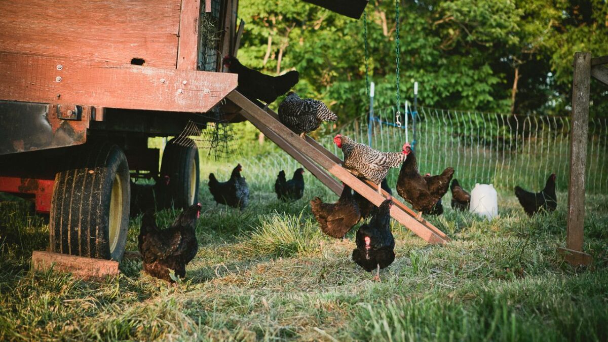 Hühner im Garten halten – Der komplette Leitfaden für Anfänger mit den Grundlagen zum Züchten und Schlachten