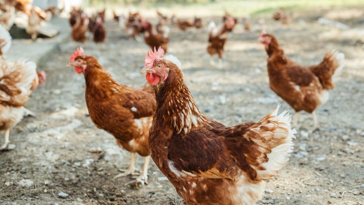 The benefits of chicken farming are diverse. Chickens provide eggs, meat, and fertilizer for your garden. Chickens are also good for teaching children where food comes from and they help keep your garden free from pests.