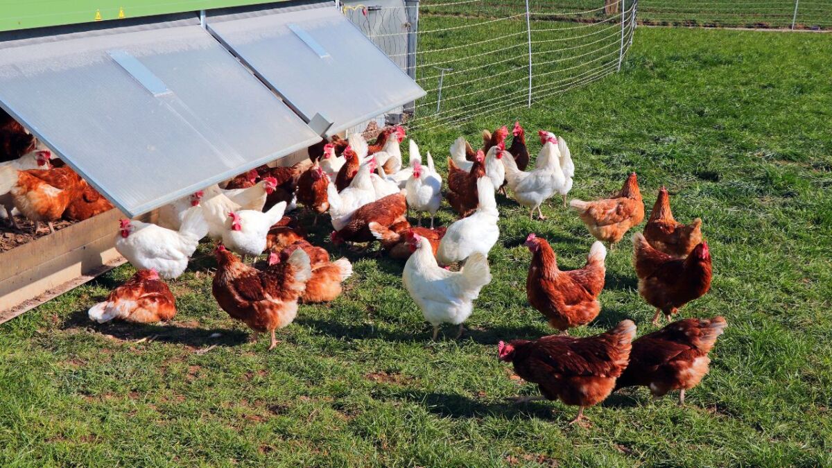 Die Hühnerklappe ist eine Tür oder Vorrichtung, die es Hühnern ermöglicht, ohne menschliches Eingreifen in und aus ihrem Stall zu gehen.