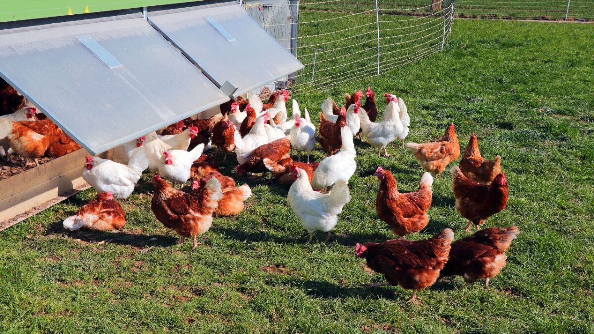 The chicken flap is a door or device that allows chickens to go in and out of their coop without human intervention.