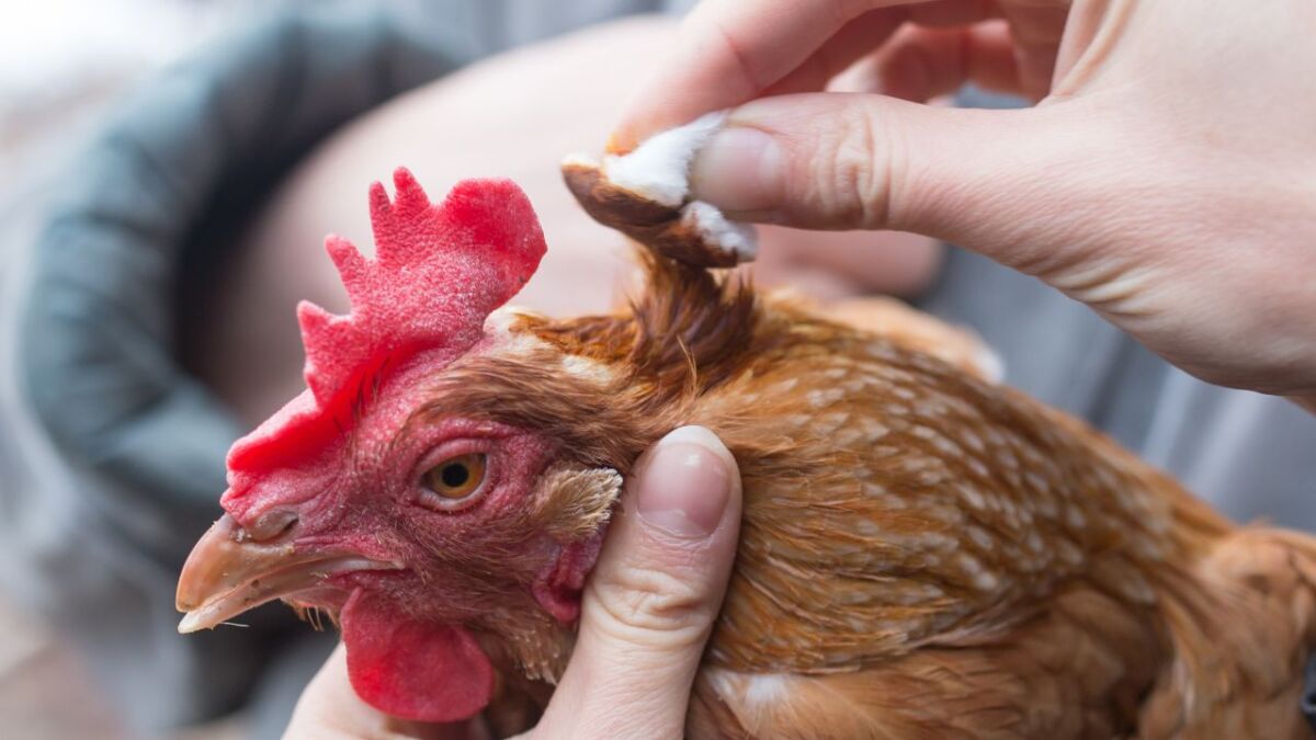 Hühner sind anfällig für eine Vielzahl von Krankheiten und Parasiten, und die Impfung ist der beste Weg, um zu verhindern, dass sie damit in Kontakt kommen.