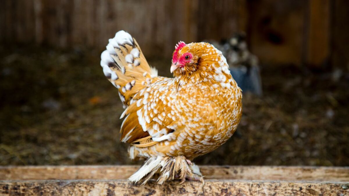Chicken with feathered feet