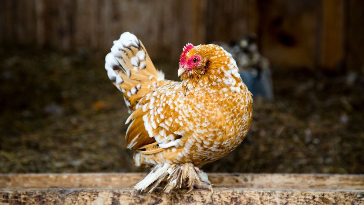 Huhn mit Federfüßen