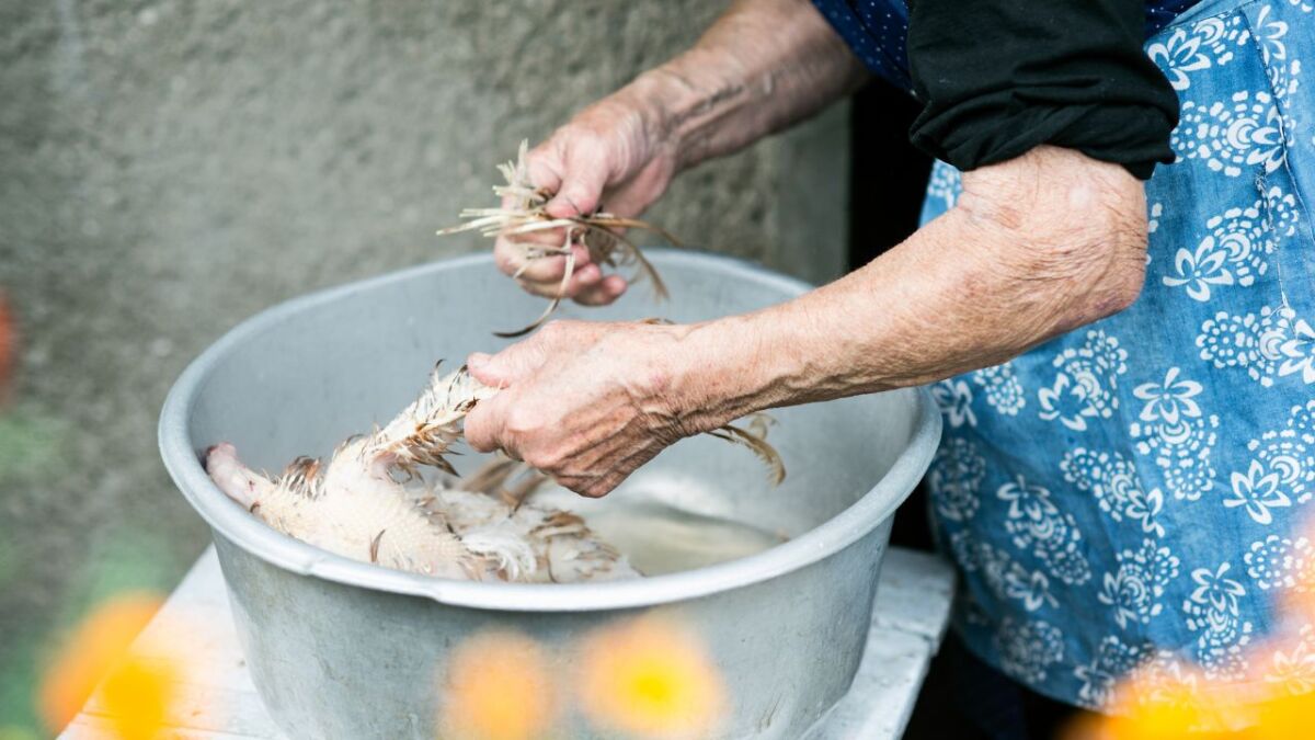 Zuerst misst du einen Behälter mit heißem Wasser füllen und das Huhn für etwa 5 Minuten hineinlegen. Dann kannst du die Federn mit der Hand oder mit einem Gummihandschuh abnehmen.