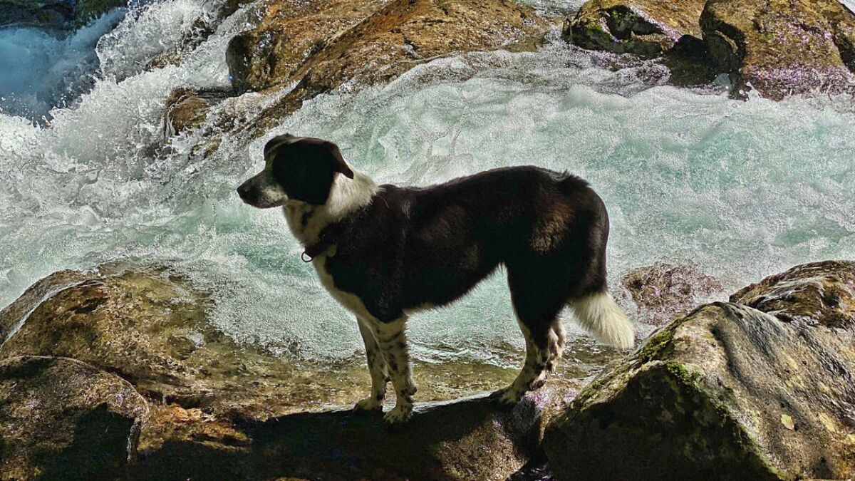 hund am bach