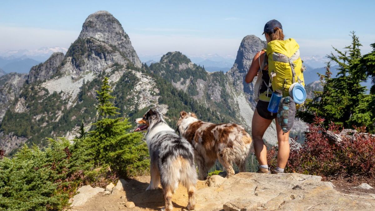 Mit dem Hund in die Wildnis: So bereitest du ihn vor