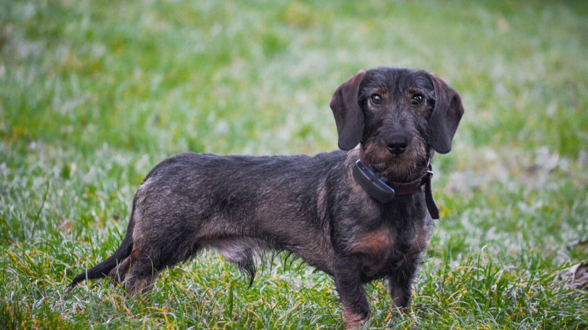 A dog with a GPS tracker