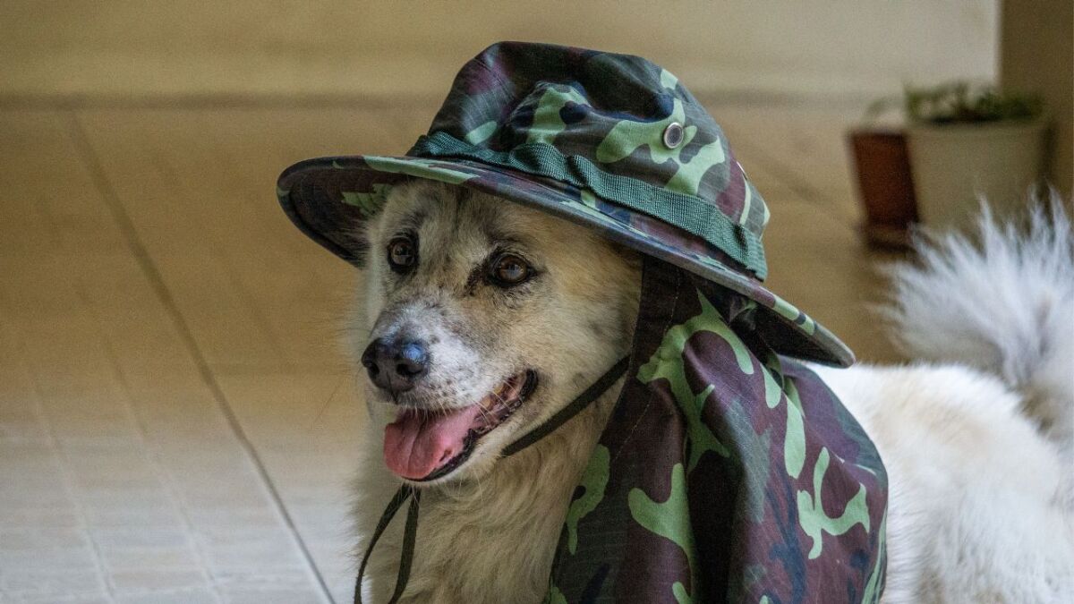 Even dogs can wear hats (they should, especially when it's hot)