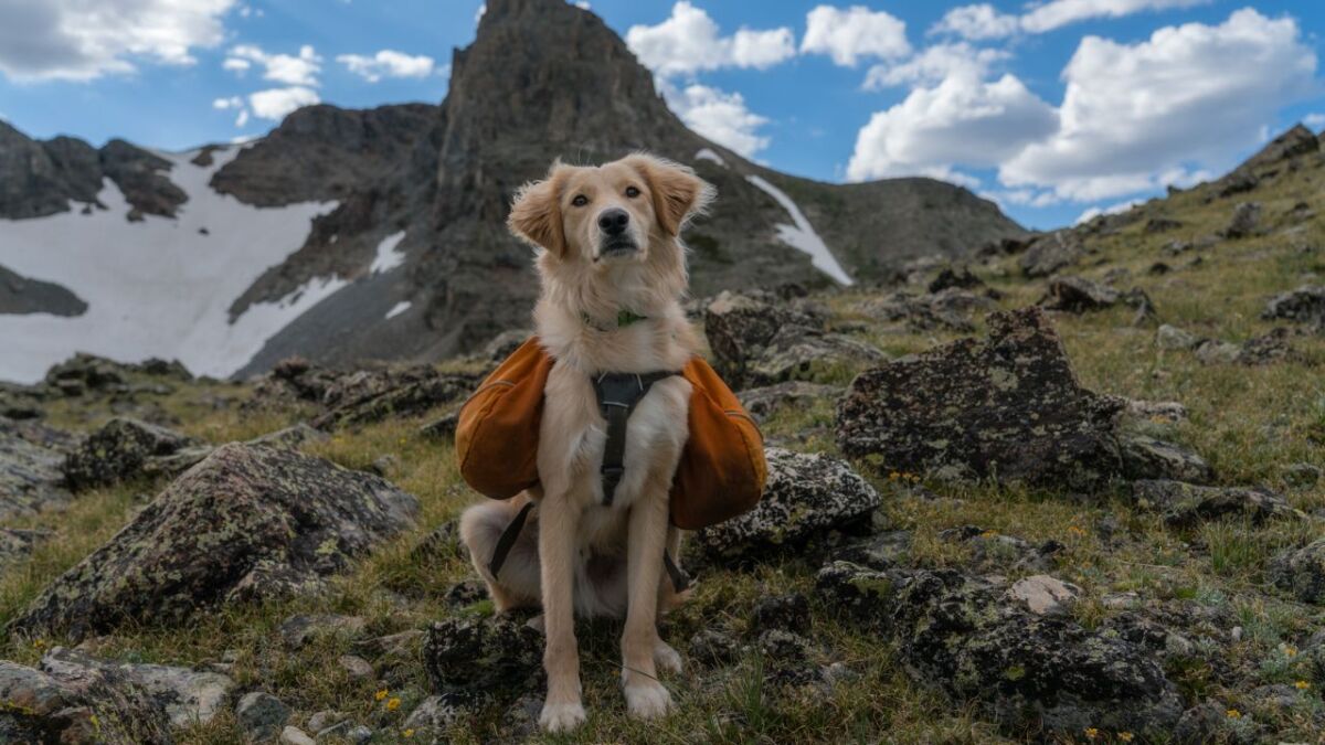 hund mit rucksack