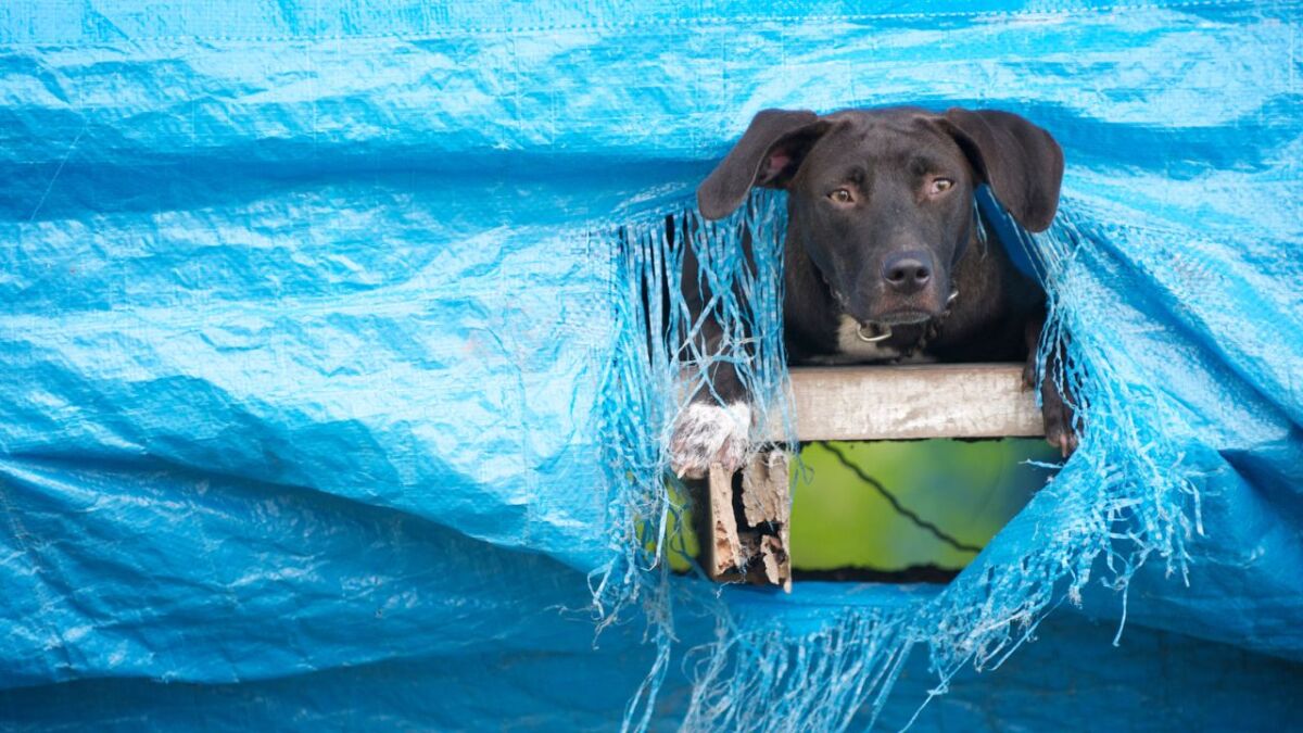 hund schaut aus tarp plane