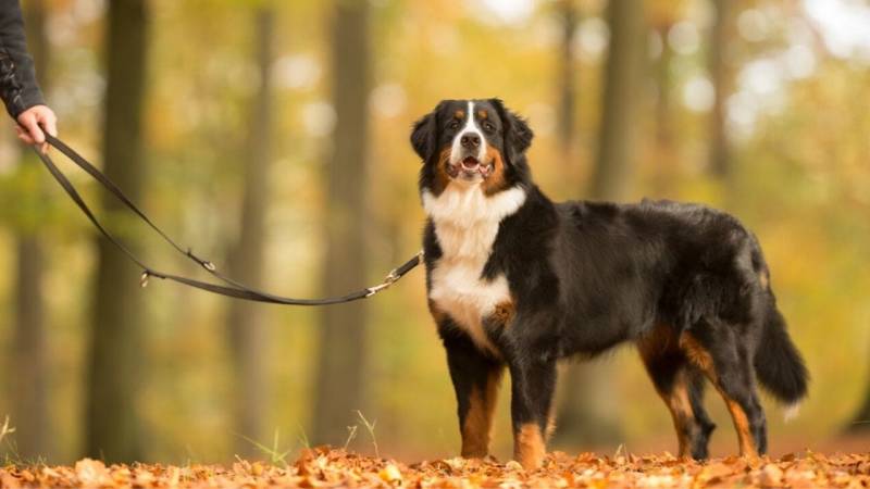 The leash law applies in almost all forests in Germany