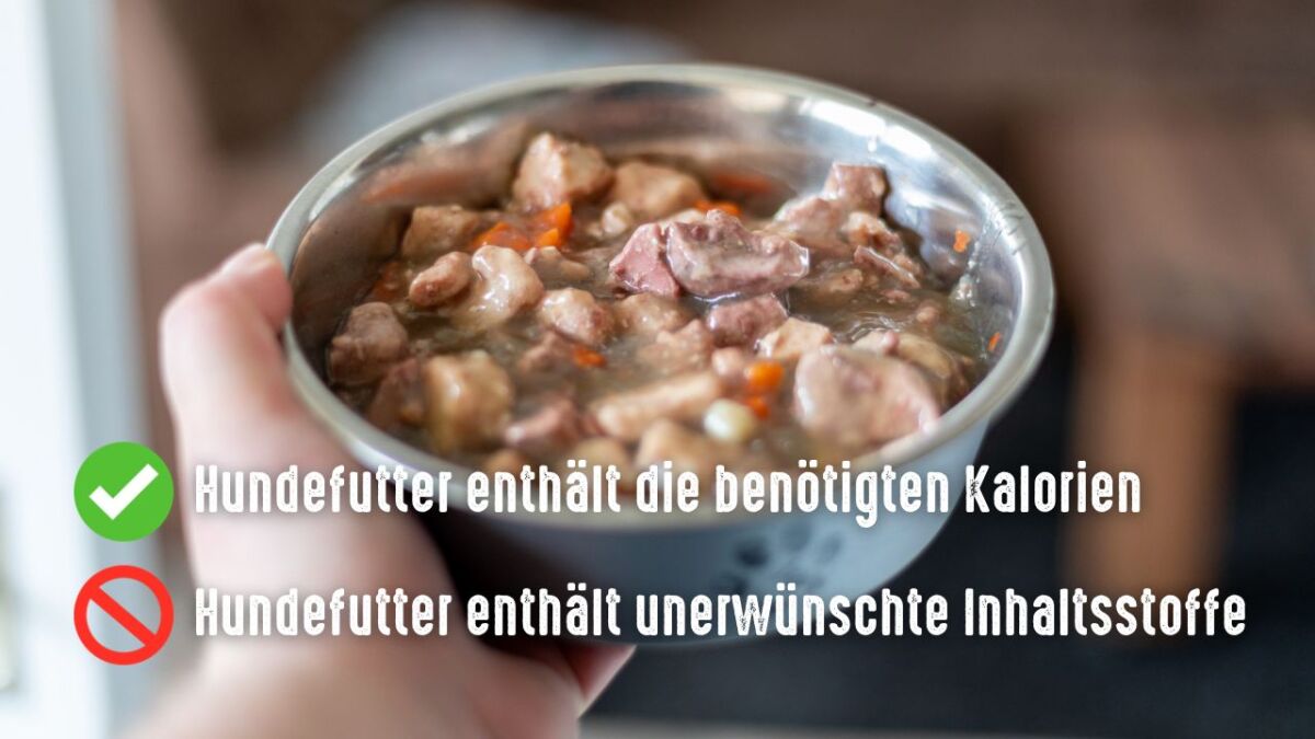 hundefutter essen vorteile nachteile