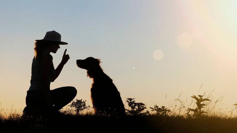 The best foundation for a partnership with your dog is good training.