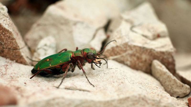 Stelle dich darauf ein, dass Insekten keinen Bogen um dich machen