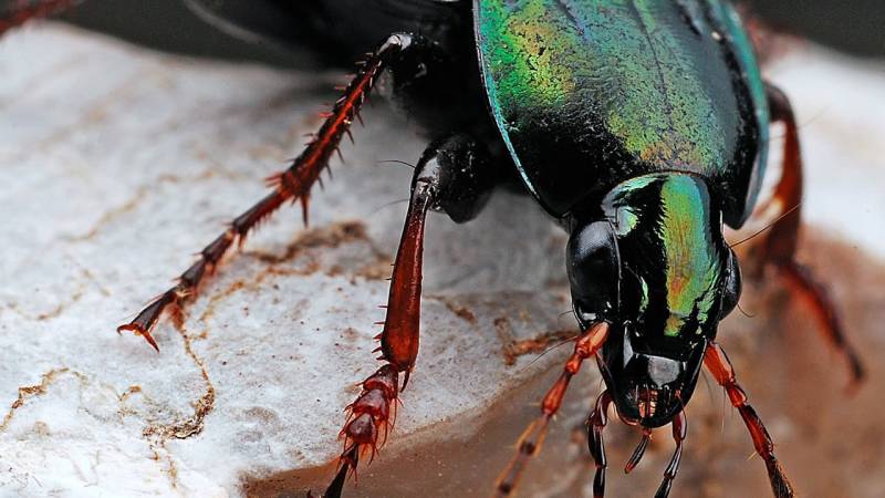 Survival Basics: Insekten essen (Kochen, Fangen, Zucht)