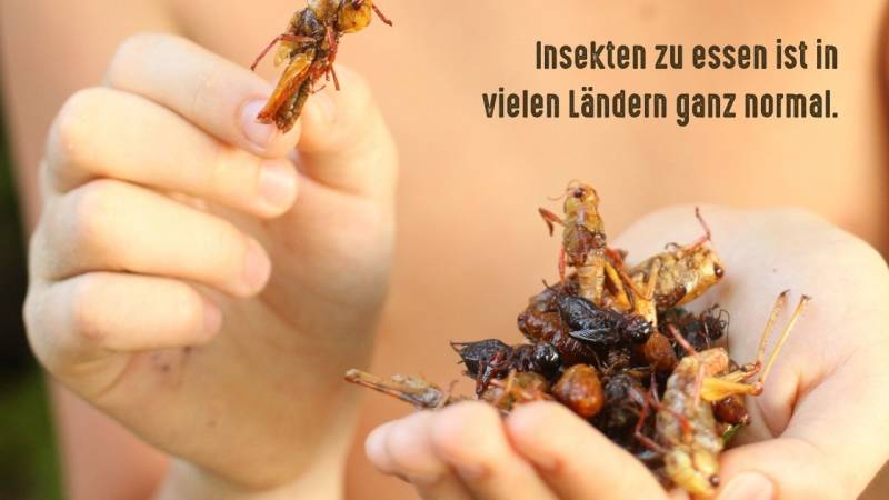 Insects are a great source of protein and can be eaten in many ways.