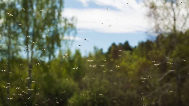 Also prepare for unwanted insects, like mosquitoes