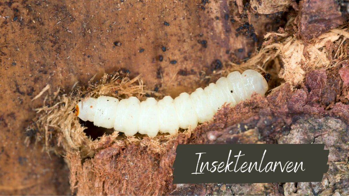 insektenlarven