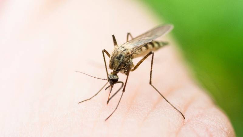 Viele Stiche von Insekten verderben dir die Laune und übertragen zudem noch Krankheiten