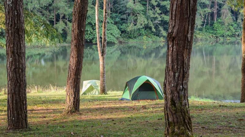 ➡️ Ist schlafen im Wald erlaubt? [Strafen und Alternativen]