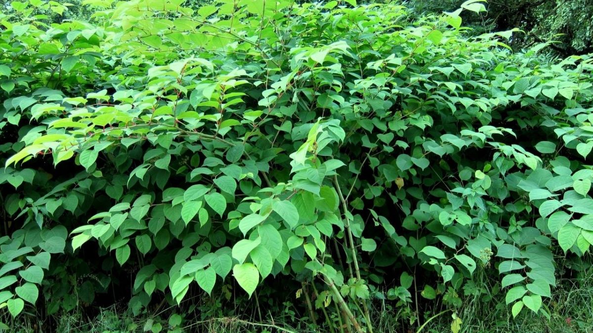 The Japanese knotweed, also known as Kamchatka knotweed or simply Japanese knotweed, is a plant species from the genus Fallopia or Reynoutria, within the family Polygonaceae.