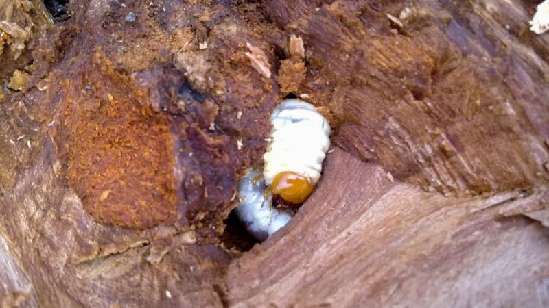 In Punk Wood you can find fat beetle larvae, as they feed on the protein in the wood