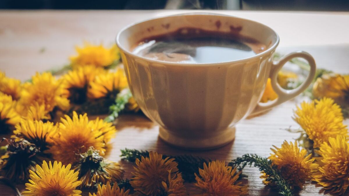 kaffee aus loewenzahnwurzeln