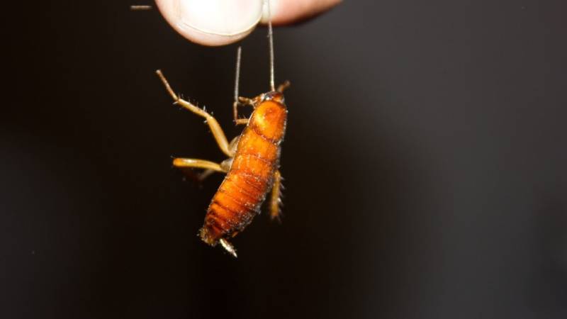 Yes, you can catch cockroaches with sugar