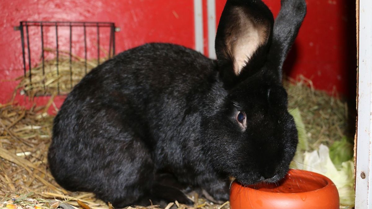 The German Giant Rabbit is a rabbit breed that was originally bred in Germany. It is the largest rabbit breed and can weigh up to 7 kilograms. This breed has been around for over 100 years.