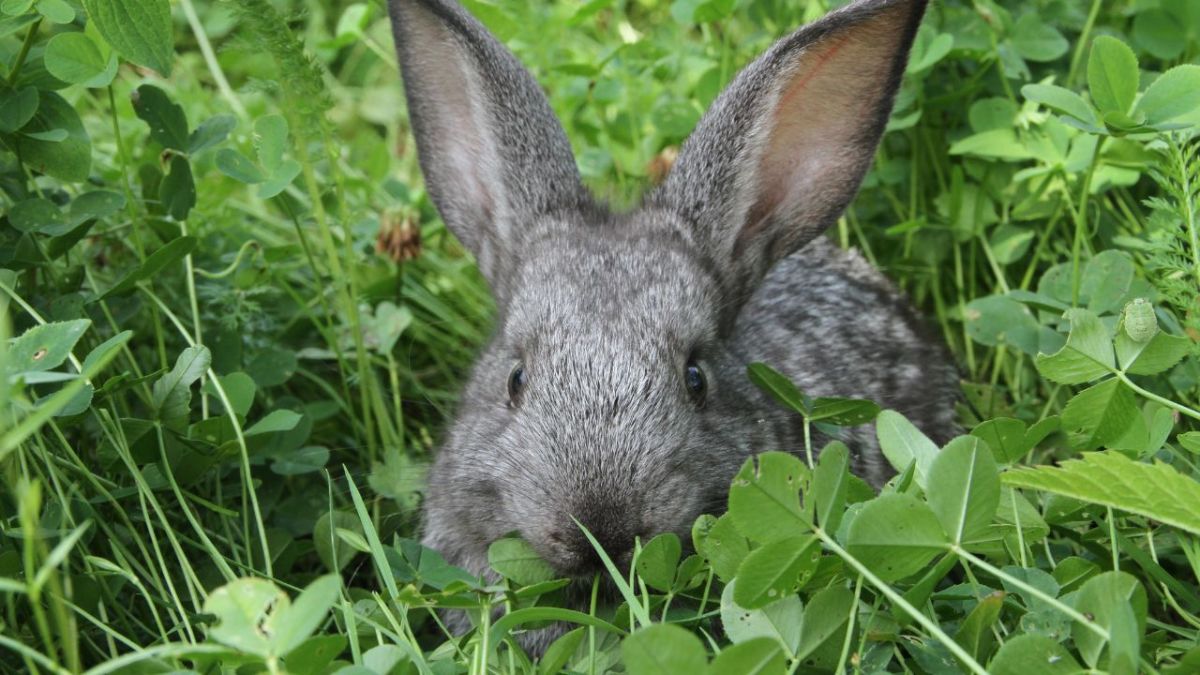 Rabbits love clover and dandelions