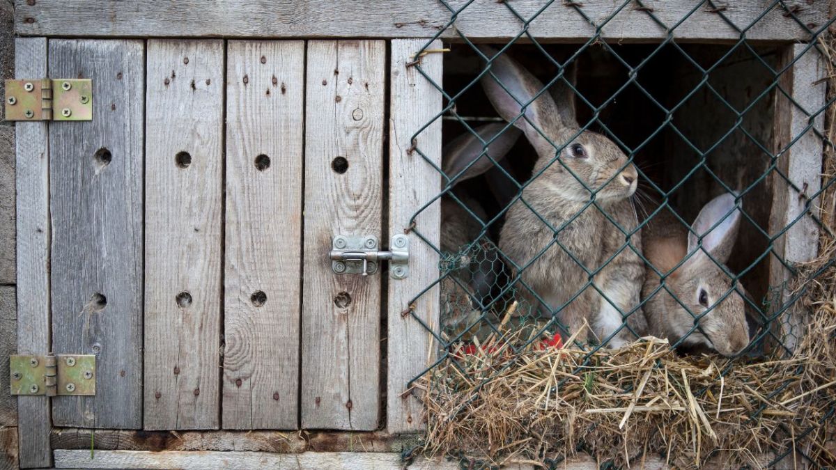 Rabbit breeding is an efficient and great method to obtain good meat