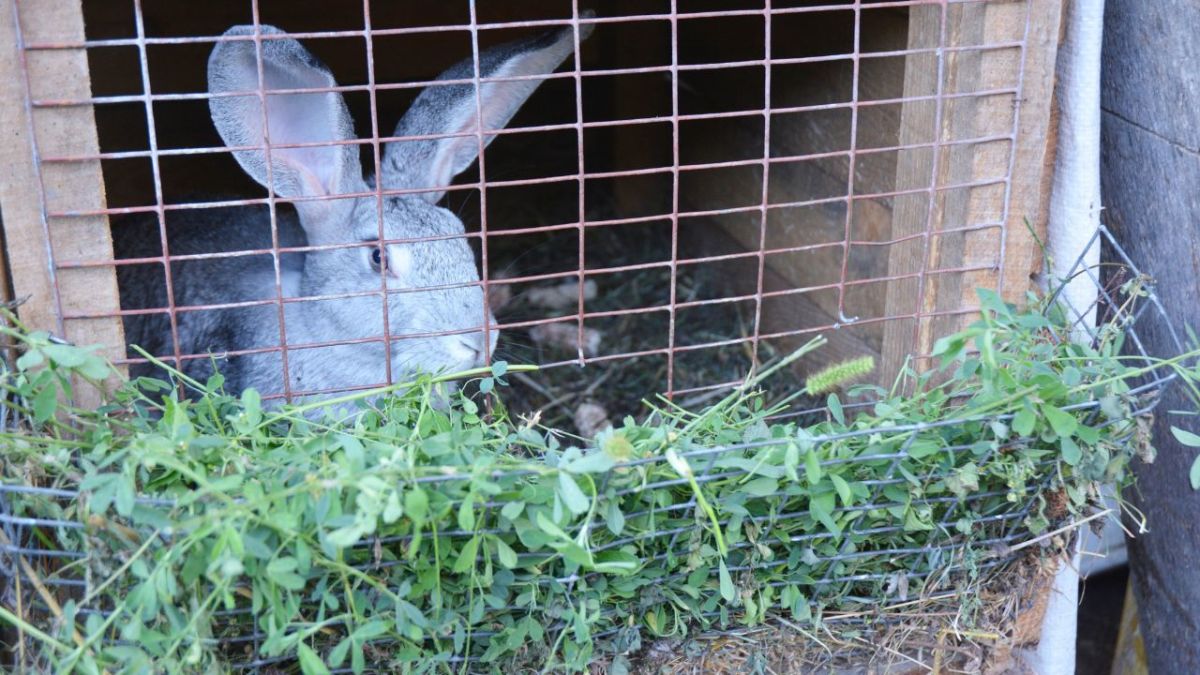 Make sure your rabbits regularly come out of their cage