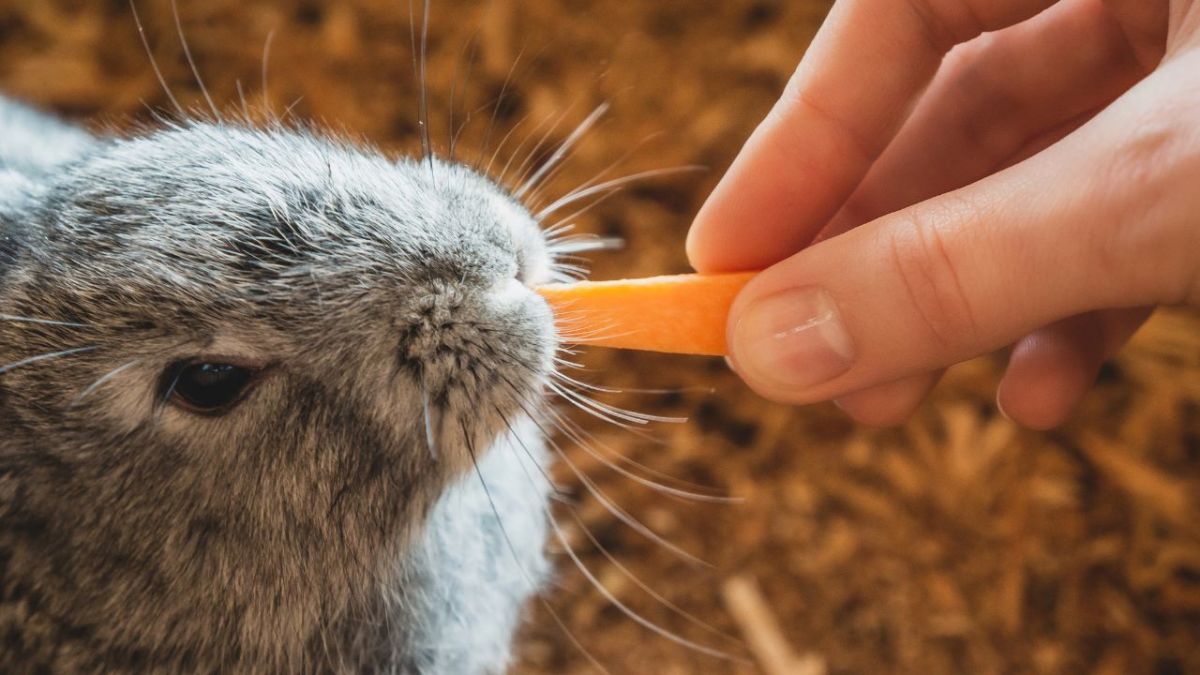 Karotten solltest du den Kaninchen nur ab und an geben