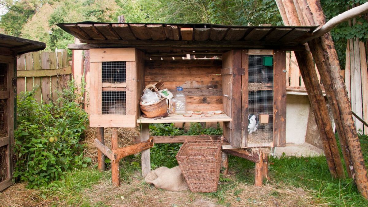 To make your rabbits feel comfortable, they need a home