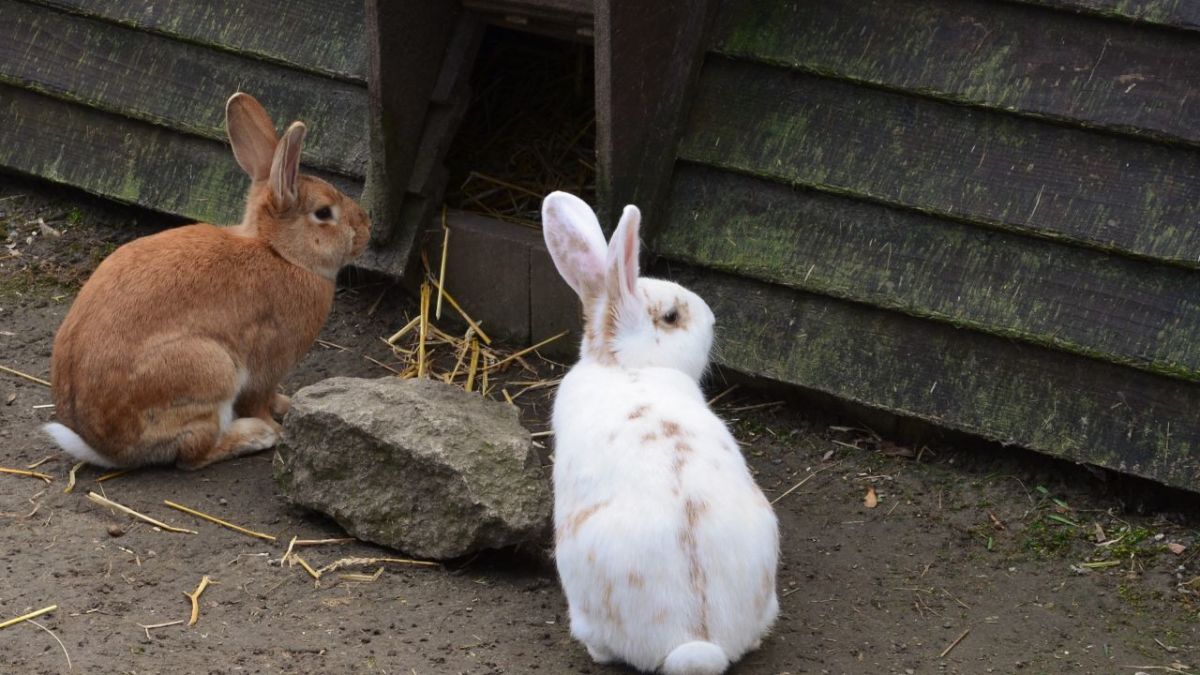 The complete guide to raising and breeding rabbits to provide you with meat