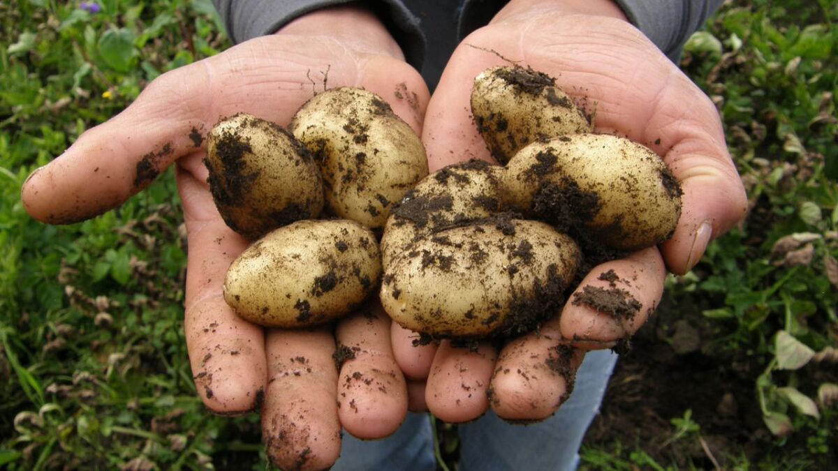 Store your vegetables unwashed and uncleaned