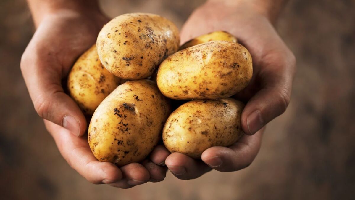 kartoffeln in der hand