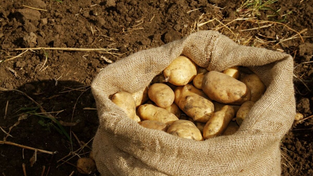 Never again sprouting potatoes: The correct storage
